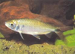 Brycinus affinis Brycinus rode pluim