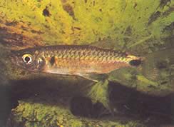 Brycinus macrolepidotus (Tetra met echte schalen)
