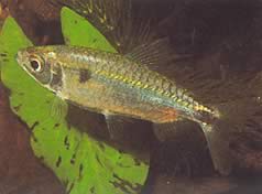 Brycinus schoutedeni (Brycinus met grote schalen)