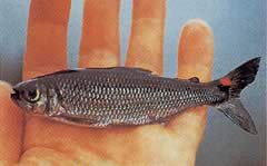 Brycon rubricauda (Brycon met rode vinnen)