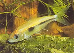 Bryconaethiops boulengeri Tetra -uitroeppunt