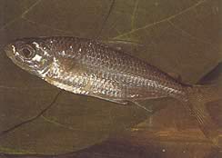 Bryconaethiops macrops (Tetra grote gemaskerde ogen)