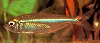 Bryconops affinis (Taps toelopende bryconops)