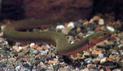 Calamoichthys calabaricus (Pooier)