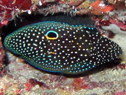 Calloplesiops altivelis (Komeet)