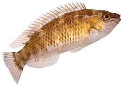 Centrolabrus exoletus Oubollig
