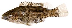 Centrolabus melops Gemeenschappelijk crenilabre