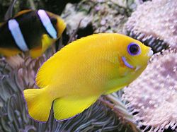 Centropyge flavissimus (Geel)