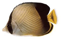 Chaetodon decussatus Chétodon valse vagabond
