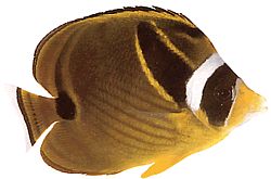 Chaetodon lunula (Gestreepte Chétodon)