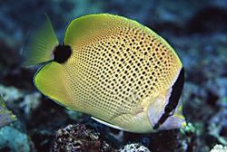 Chaetodon miliaris (Lemon -bekroek)