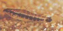 Characidium fasciatum (Characidium gefascineerd)