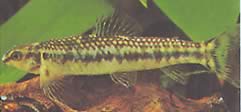 Characidium sp. aff. fasciatum Rio Negro Tetrager