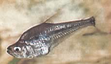 Charax gibbosus (Bump Glass Tetra, Charax Gibbueux)