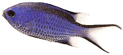 Chromis cyanea (Blauwe jongedame)