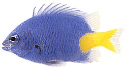 Chrysiptera parasema (Blauwe dame met gele staart)