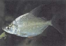 Citharinus citharus High Back Shit