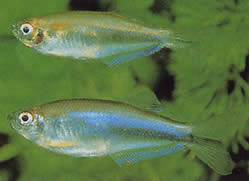 Coelurichthys microlepis (Tetra Crutor met kleine schubben, Barberos)