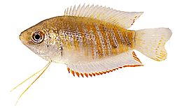 Colisa fasciata Gigantisch pakket
