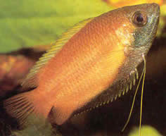 Colisa sota Honing Gourami