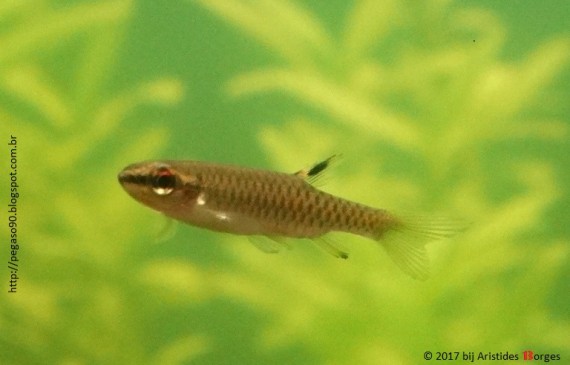 Copella meinkeni Copella meinkeni