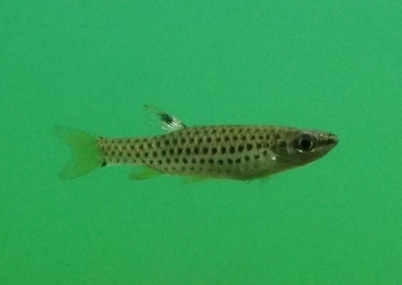 Copella nattereri Copella Nattereri