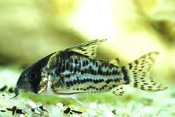 Corydoras schwartzi (Corydoras met vijf bands)