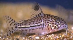 Corydoras trilineatus (Drie band Corydoras)