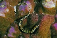 Corythoichthys flavofasciastus Gele bandefish vis