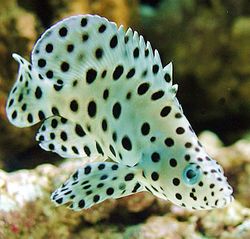 Cromileptes altivelis