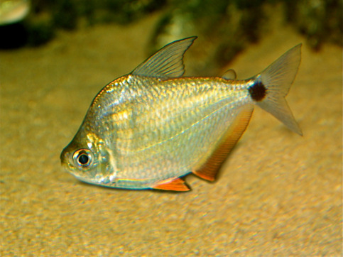 Ctenobrycon spilurus hauxwellianus