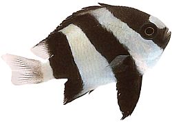 Dascyllus aruanus (Wit -tail)