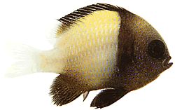 Dascyllus carneus (Dascylus Carneus)