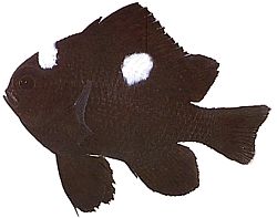 Dascyllus trimaculatus (Drie plekken)