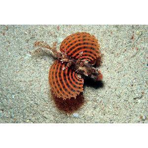 Dendrochirus brachypterus (Dwerg)