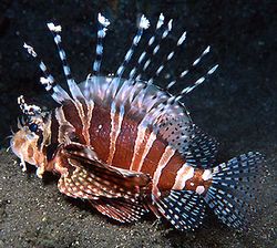 Dendrochirus zebra (Dwergscore)