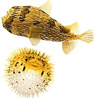 Diodon holocanthus (Doornige ventilator)