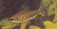 Distichodus decemmaculatus (Dwerg distichodus)