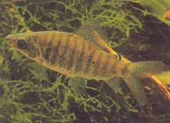 Distichodus fasciolatus (Grijs gestreepte district)