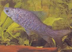 Distichodus notospilus (Distichess-shade)
