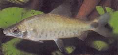 Distichodus rostratus (Distitichodus bij Rostre)