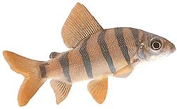 Distichodus sexfasciatus