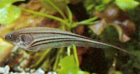 Eigenmannia virescens (Glazen messen vis)