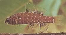 Elachocharax georgiae (Dwergtetrager)