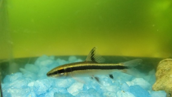 Epalzeorhynchus kallopterus (Mooie vinnen)