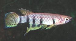 Epiplatys dageti (Killi Dageti)