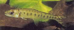 Eugnathichthys macroterolepis (Macroterolepis Eugnathichys)