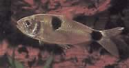 Exodon paradoxus (Tetra-tiger met twee plekken)
