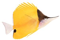 Forcipiger longirostris (Chelmon met lange snavel)