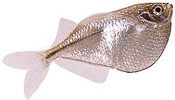 Gasteropelecus sternicla Zilver
